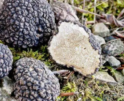 Экспериментальное трюфелеводство для сельского хозяйства