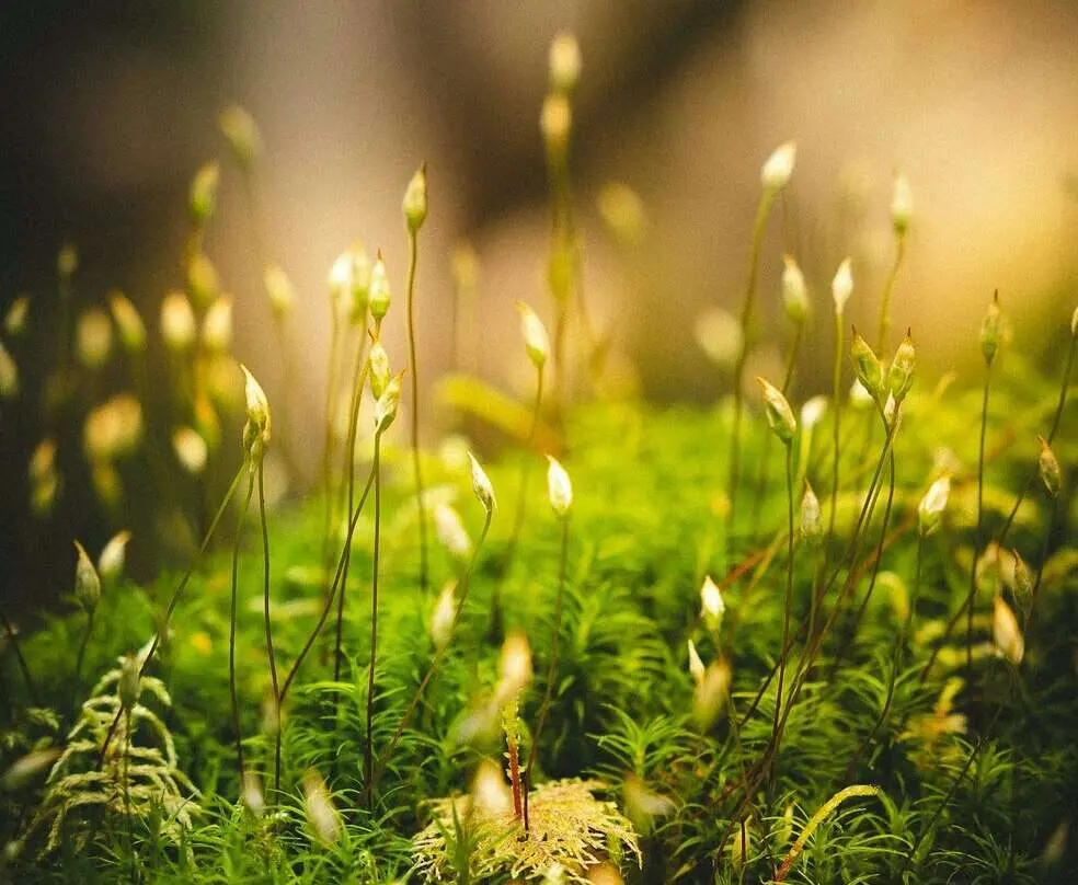 Экспериментальная бриология для нейрофизиологии и биофармацевтики